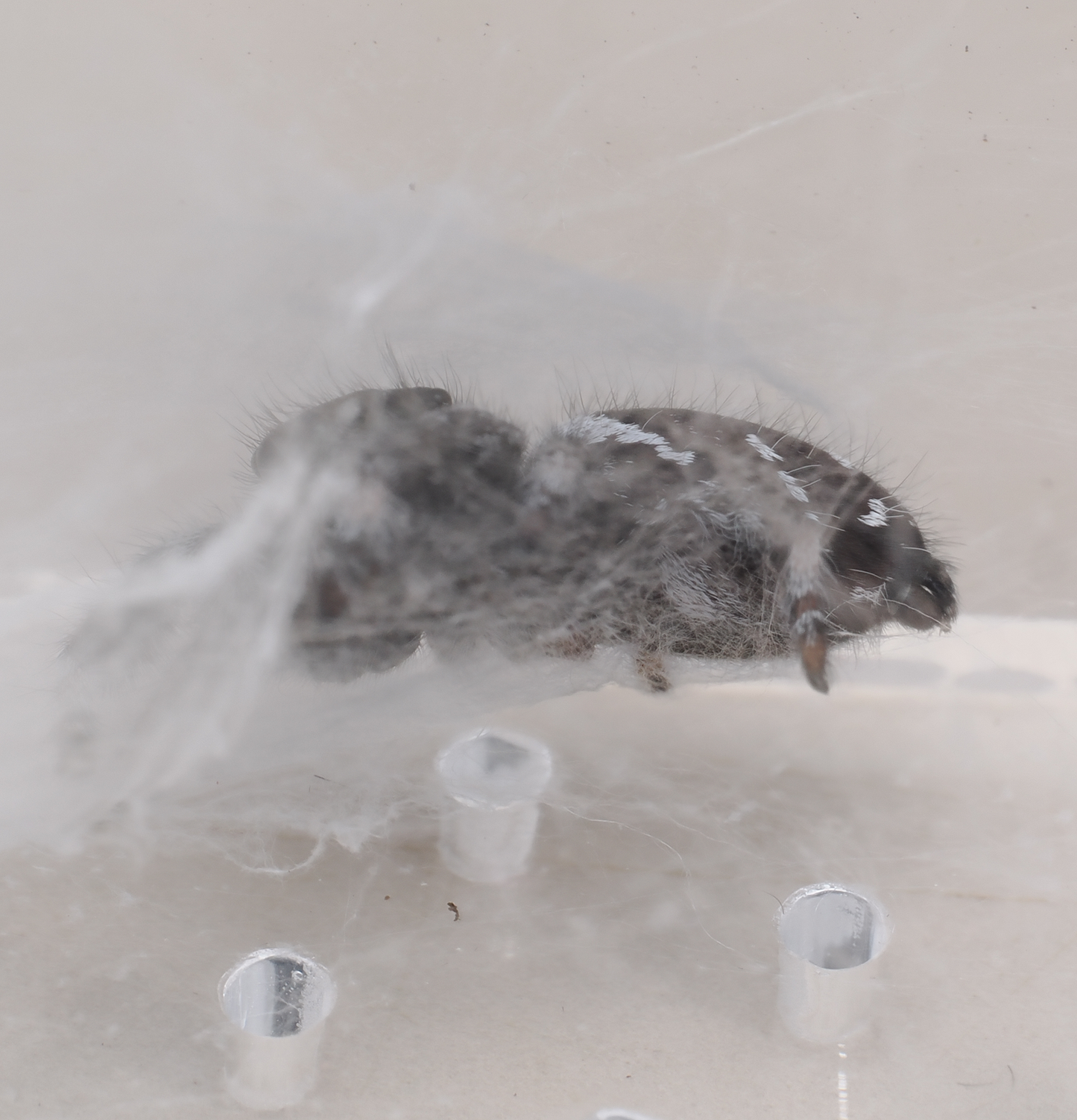 Royal (Phidippus regius) AC1312
