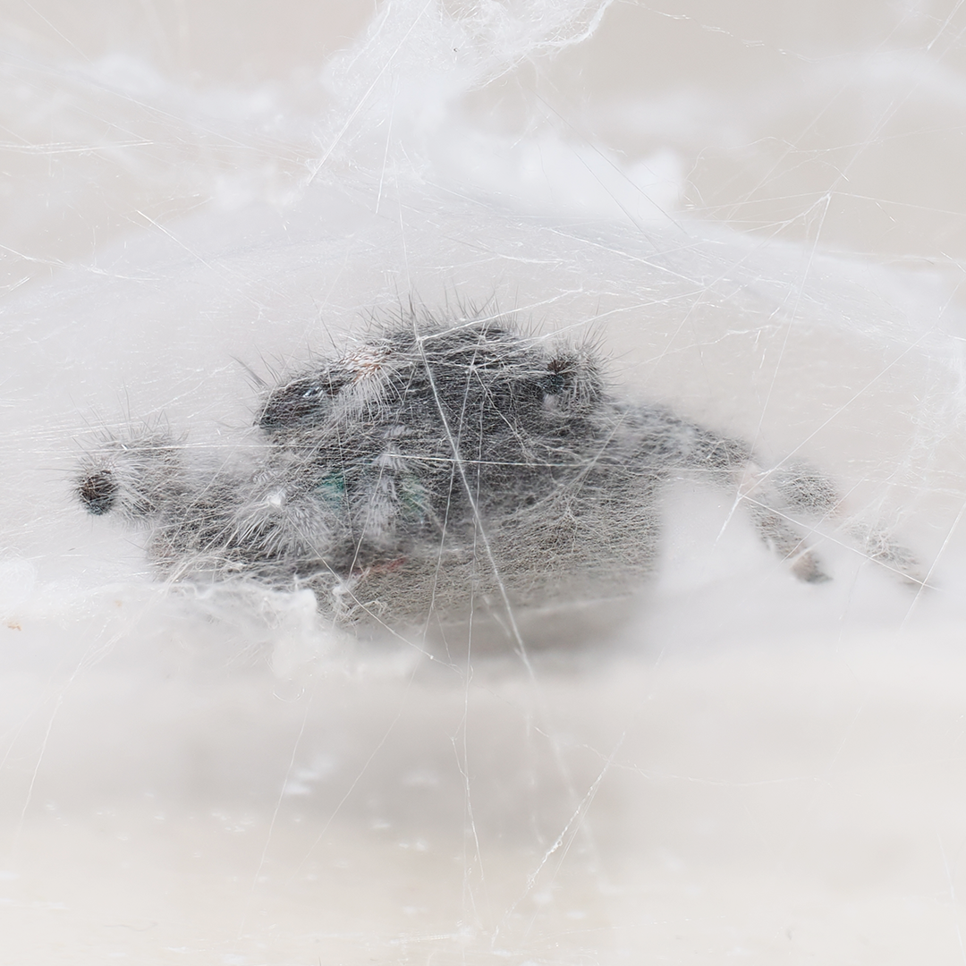 Royal (Phidippus regius) AC1319