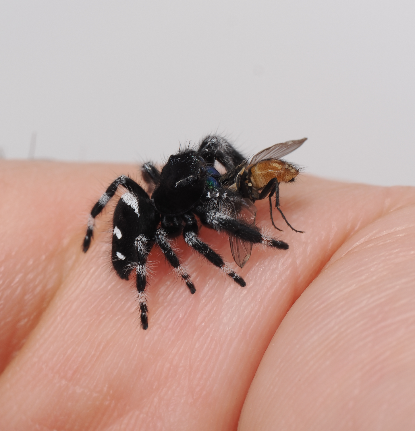 Royal (Phidippus regius) AC1321