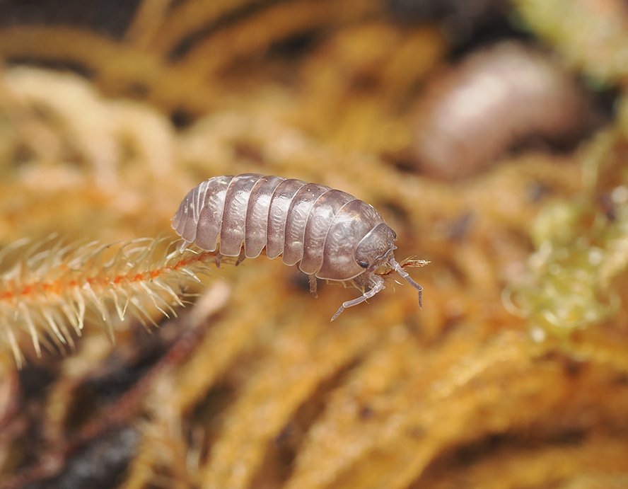 Armadillidium vulgare BAC - Arthropods Canada