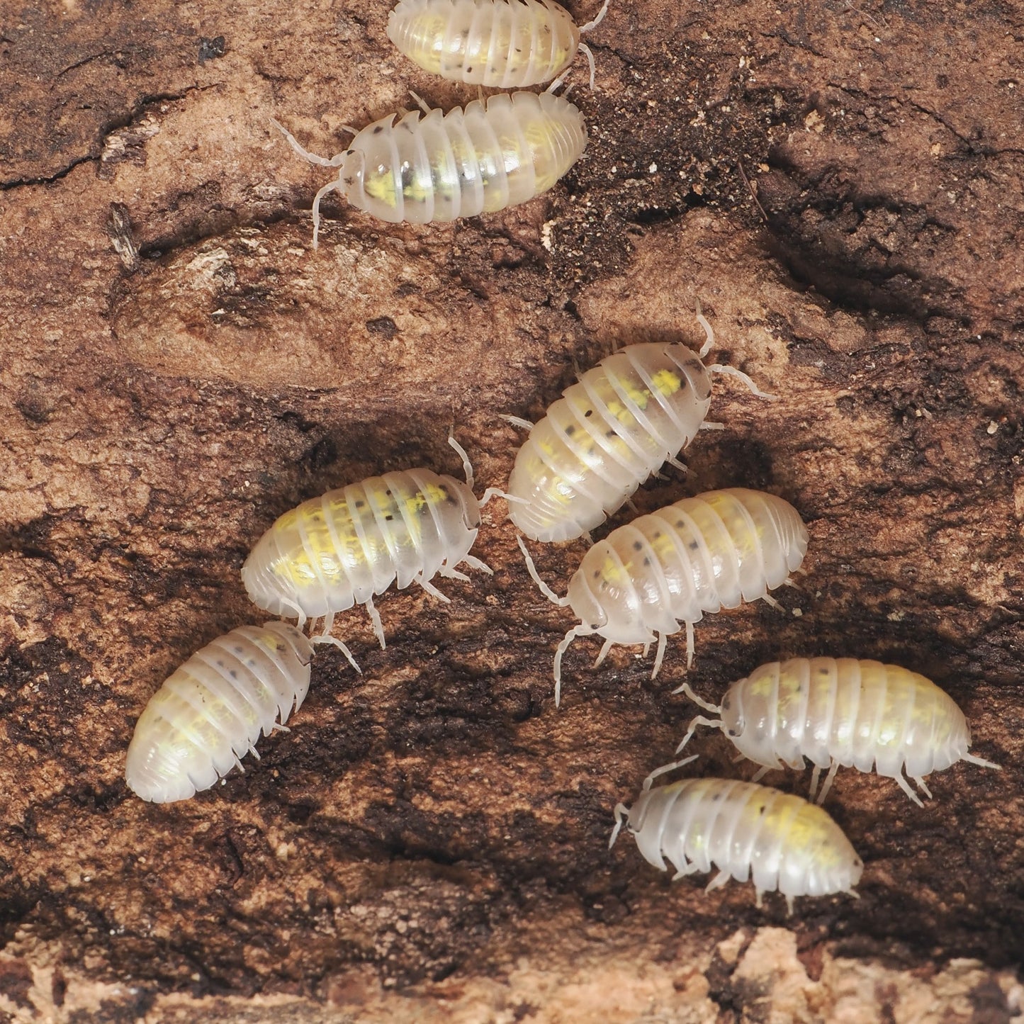 Armadillidium vulgare "Magic Potion" - Arthropods Canada