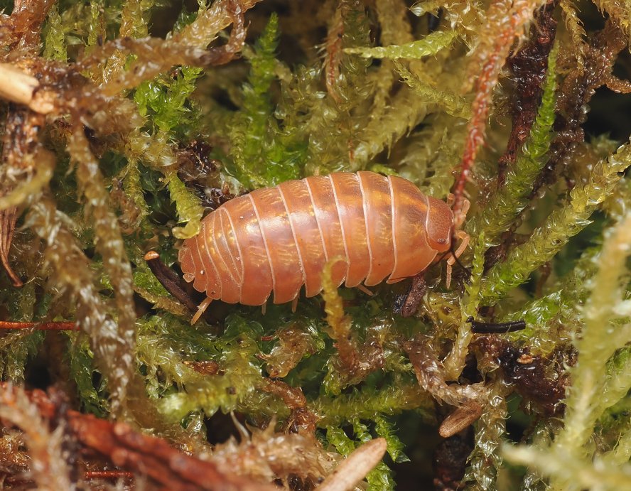 Armadillidium vulgare "orange vigor" - Arthropods Canada