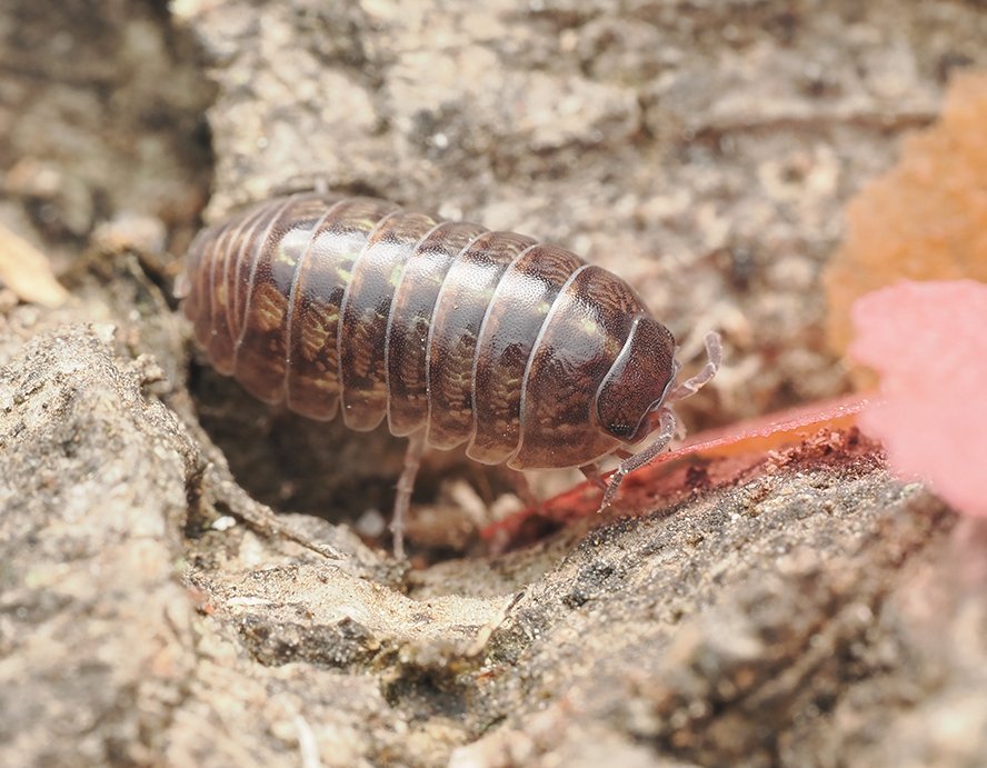 Armadillidium vulgare SO - Arthropods Canada