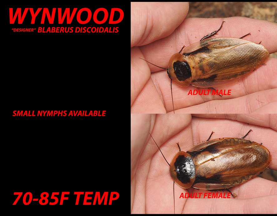 Blaberus discoidalis - Arthropods Canada