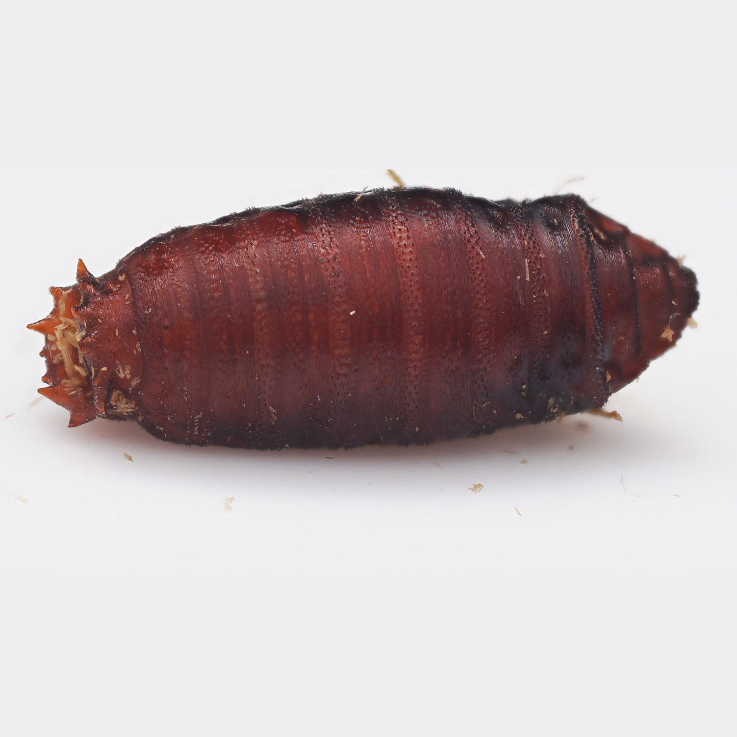 Blue Bottle Fly (Calliphora vicina)