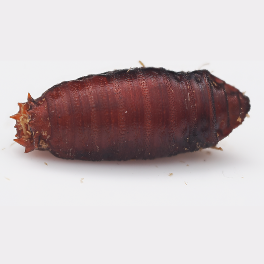 Blue Bottle Fly (Calliphora vicina)