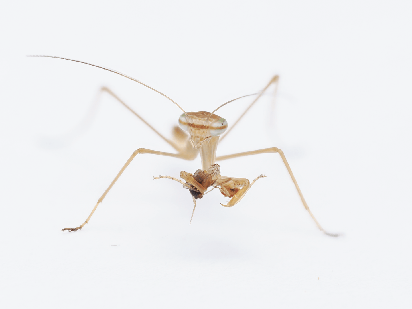 Chinese mantis (Tenodera sinensis) - Arthropods Canada
