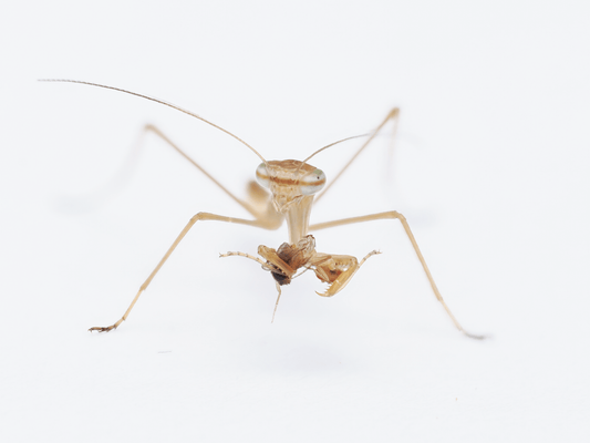 Chinese mantis (Tenodera sinensis) - Arthropods Canada