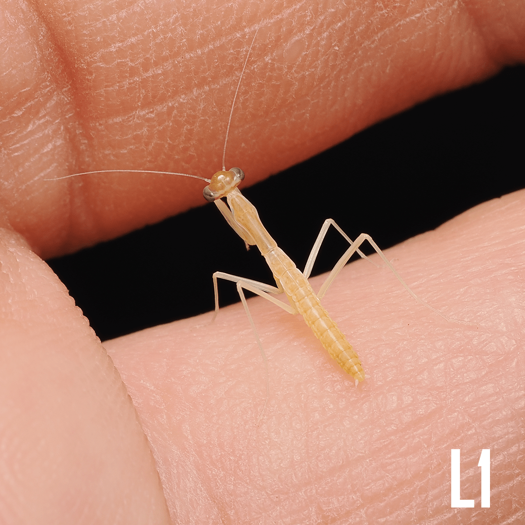 Chinese mantis (Tenodera sinensis) - Arthropods Canada