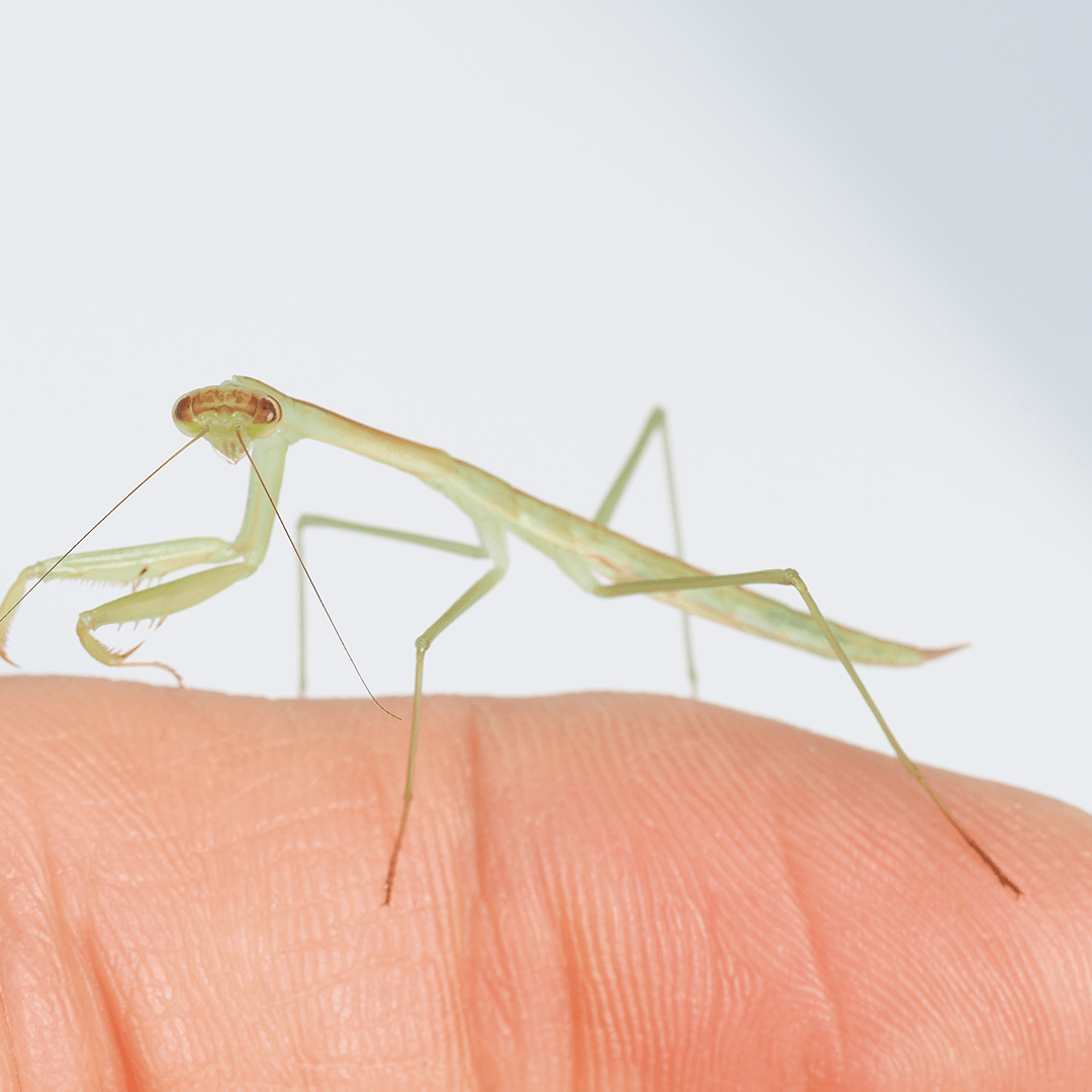 Chinese mantis (Tenodera sinensis) - Arthropods Canada