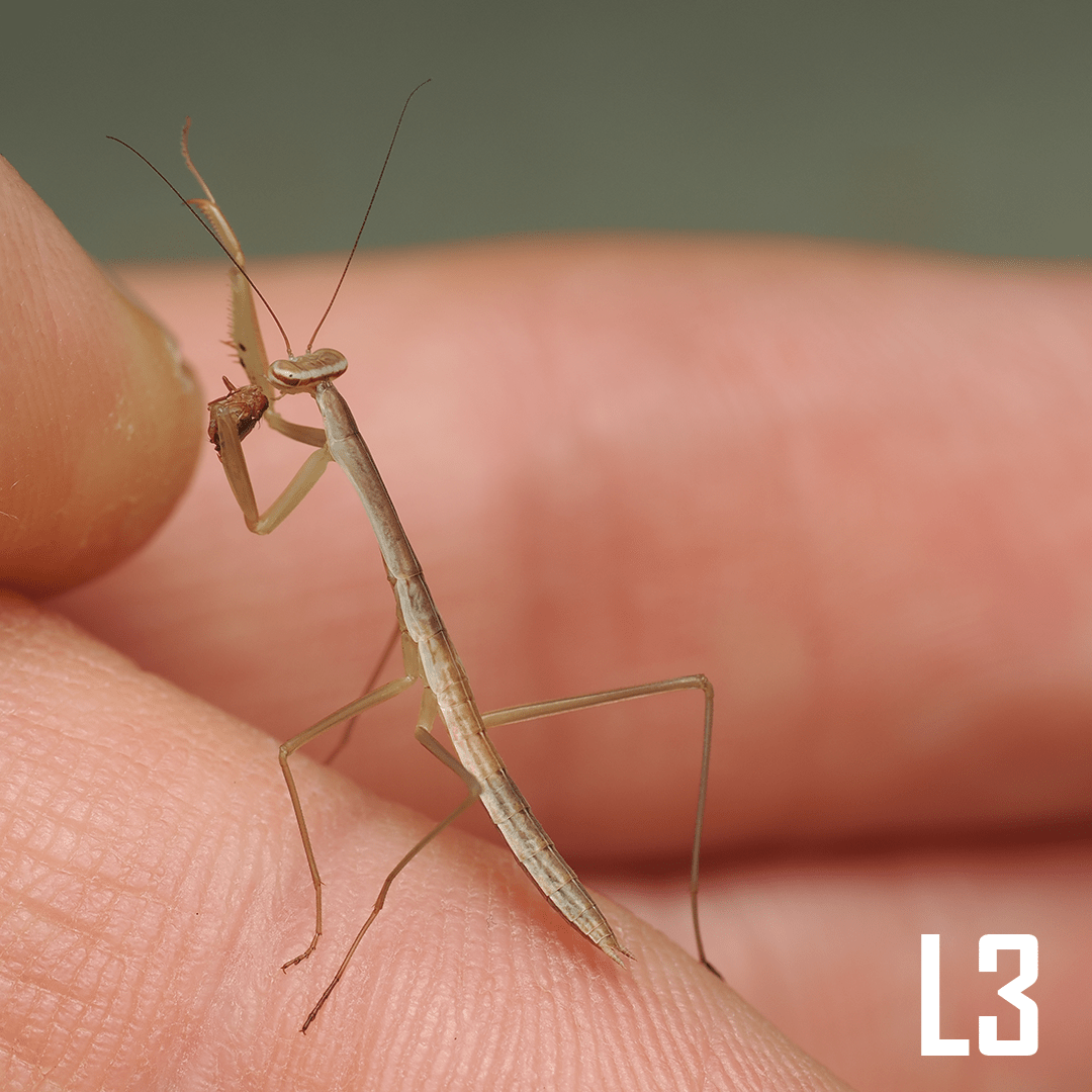 Chinese mantis (Tenodera sinensis) - Arthropods Canada