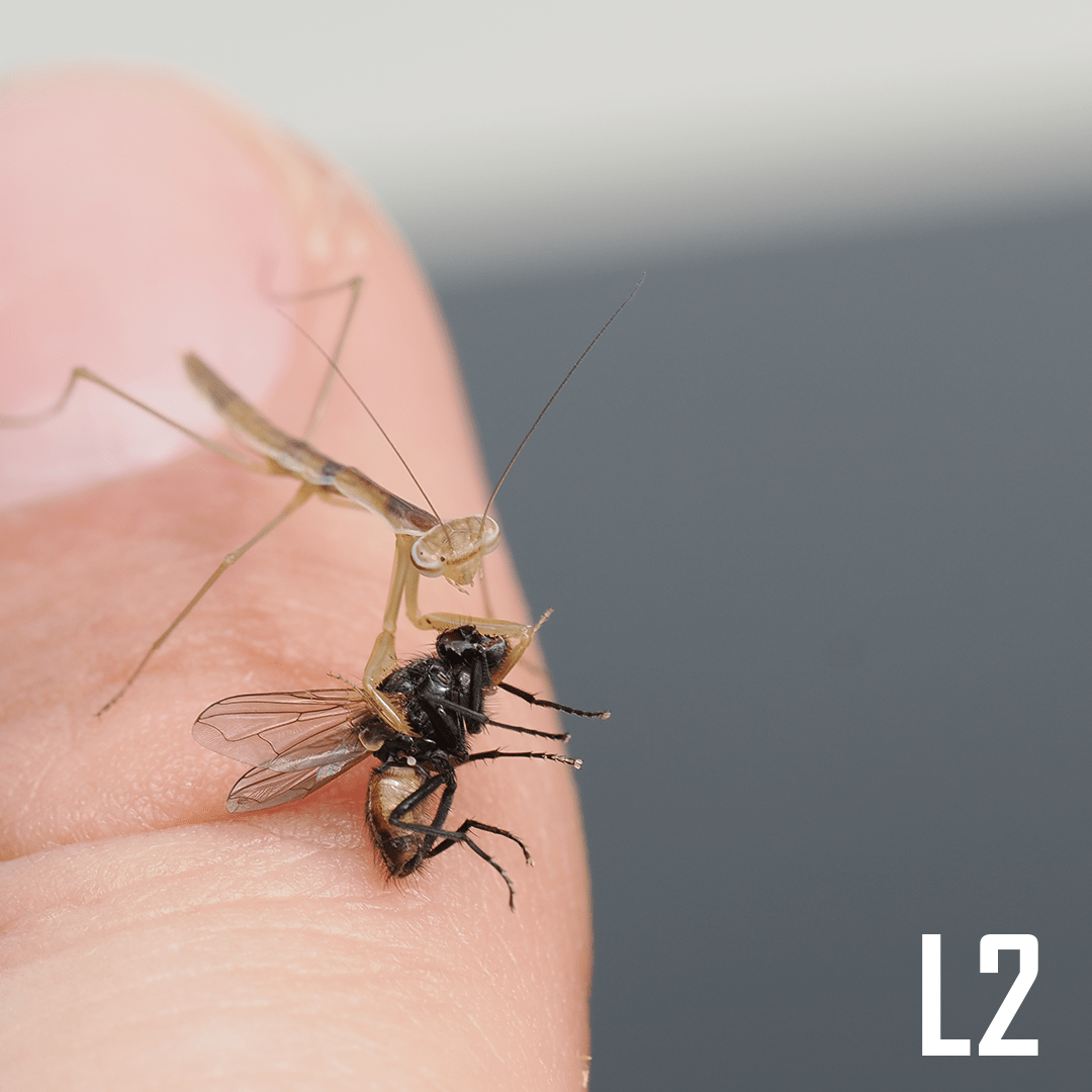 Chinese mantis (Tenodera sinensis) - Arthropods Canada