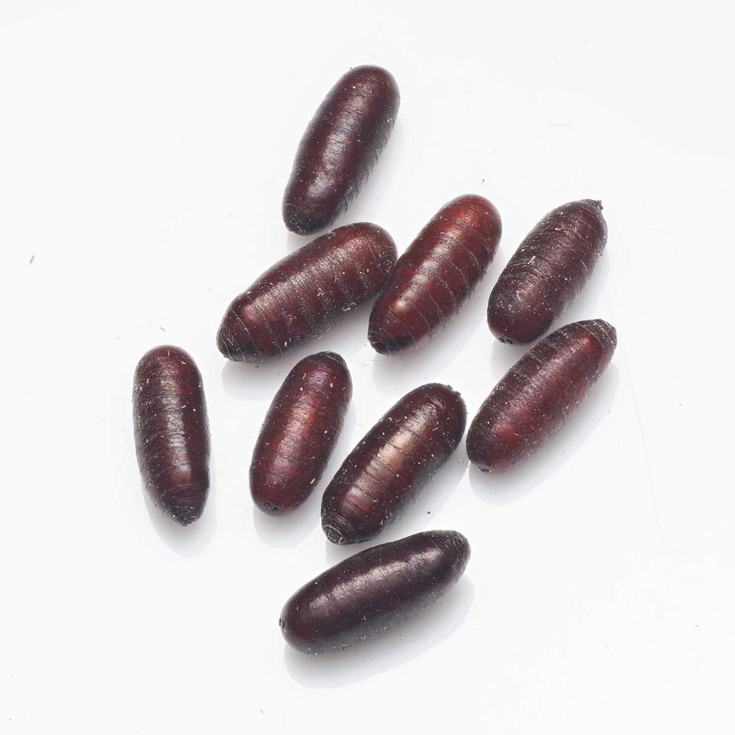 House Fly Pupae (Musca domestica) - Arthropods Canada