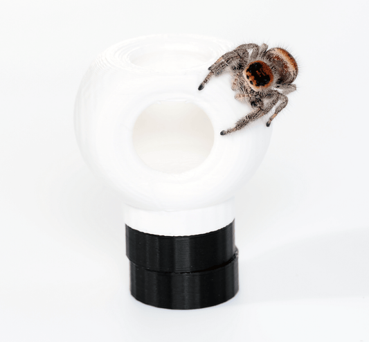 Jumping spider hide - Arthropods Canada