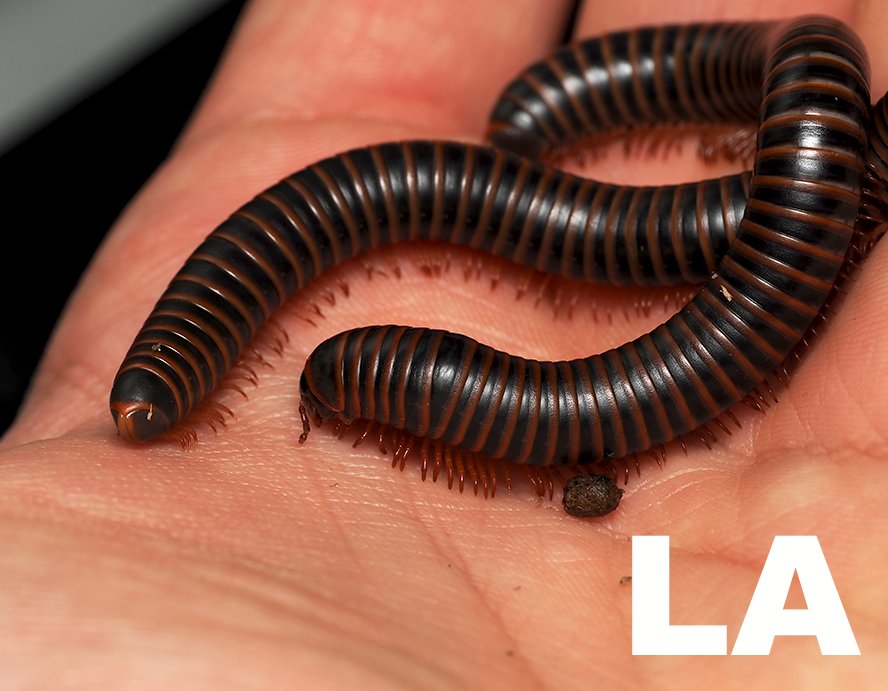 Narceus americanus "American giant" - Arthropods Canada