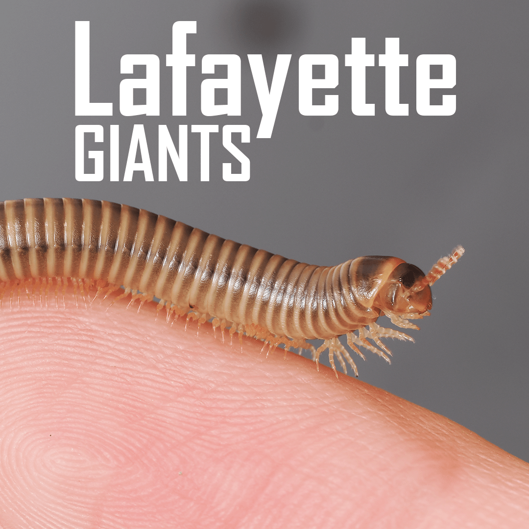Narceus americanus "American giant" - Arthropods Canada
