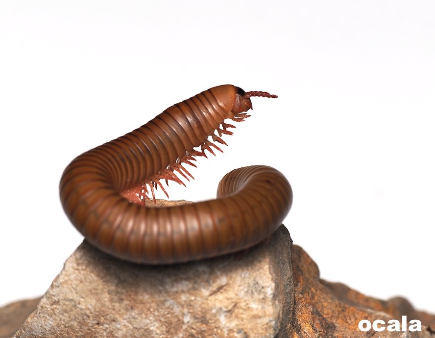 Narceus americanus "American giant" - Arthropods Canada