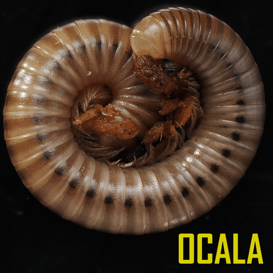 Narceus americanus "American giant" - Arthropods Canada