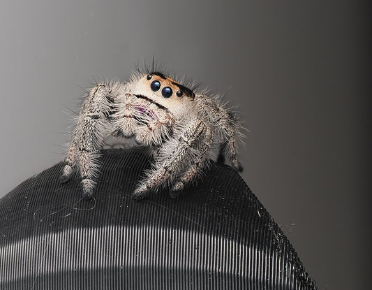 Orb hide - Arthropods Canada