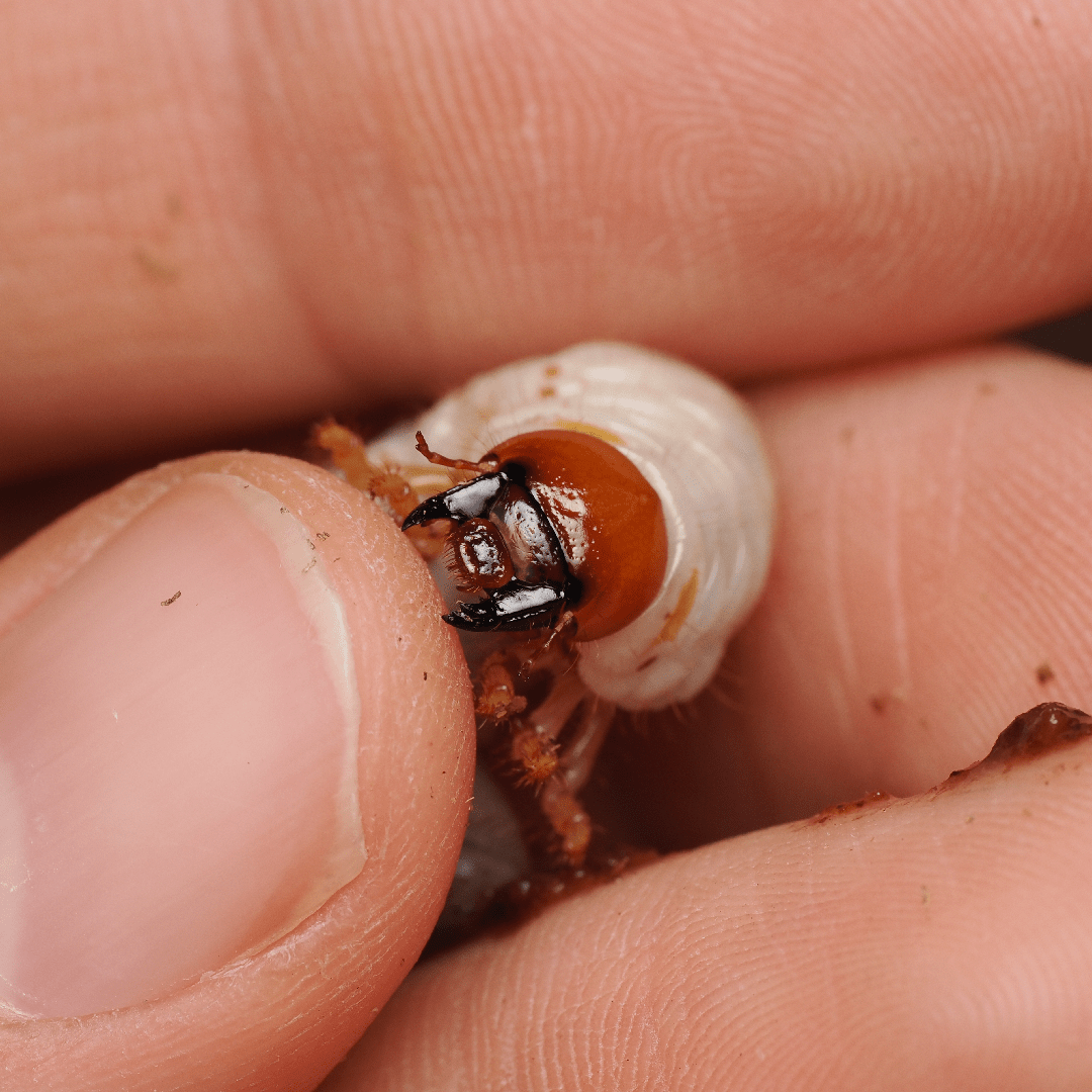 Pelidnota punctata (LARVAE) - Arthropods Canada