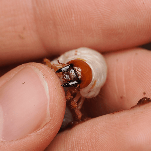 Pelidnota punctata (LARVAE) - Arthropods Canada
