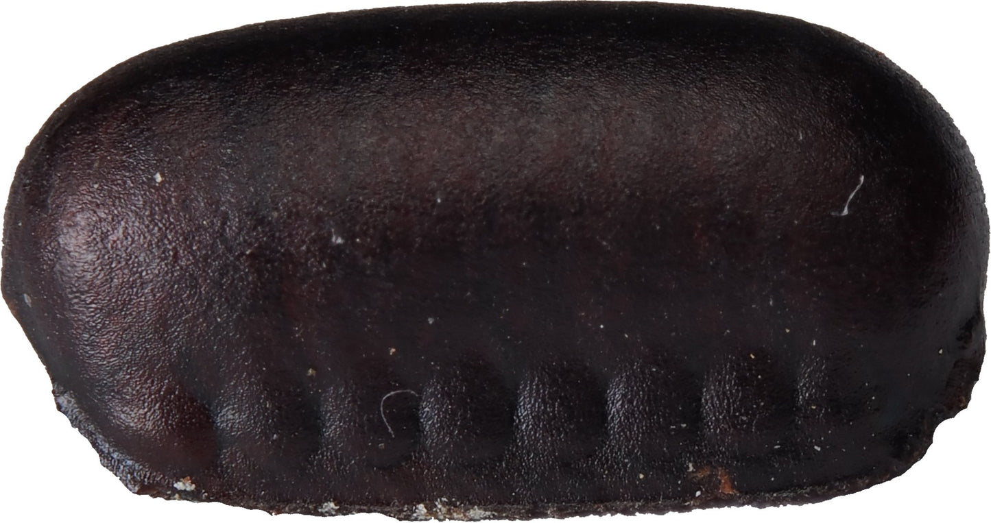 Periplaneta americana - Arthropods Canada