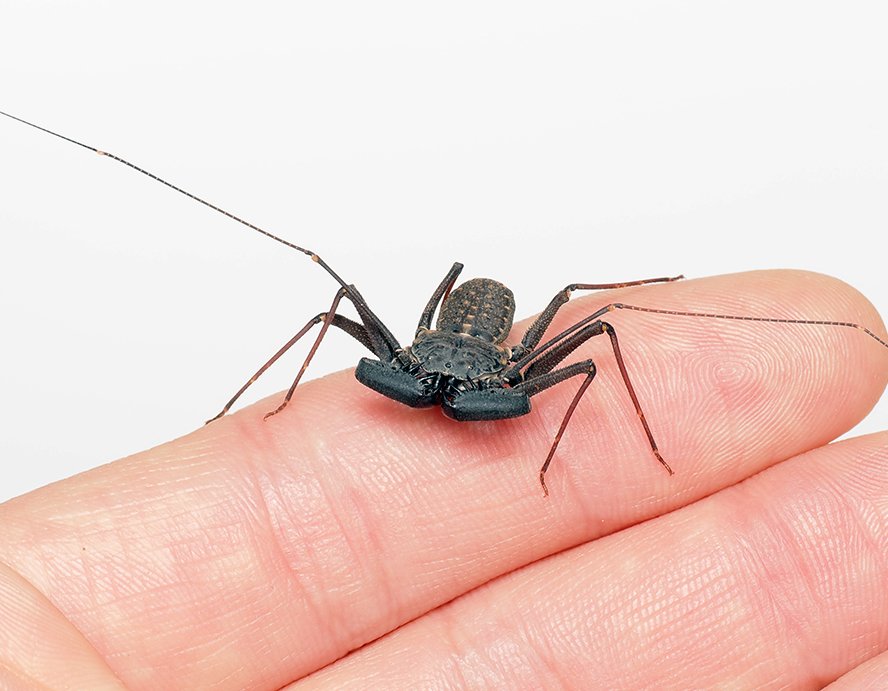 Phrynus marginemaculatus - Arthropods Canada
