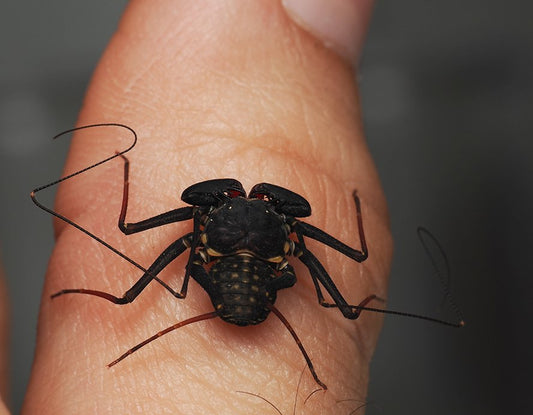 Phrynus marginemaculatus - Arthropods Canada