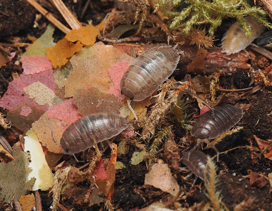 Porcellio laevis "California mix" - Arthropods Canada