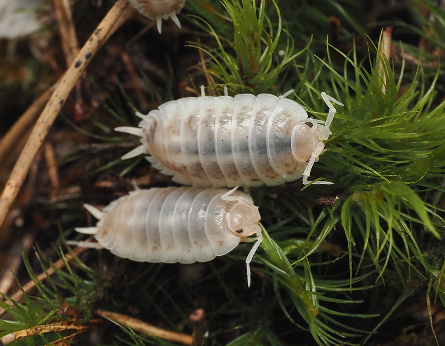 Porcellio laevis "how now" - Arthropods Canada