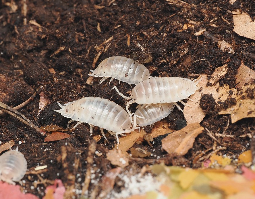 Porcellio laevis "White" - Arthropods Canada