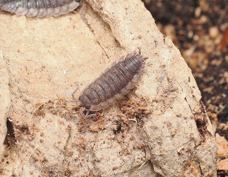 Porcellio scaber "excalibur" - Arthropods Canada