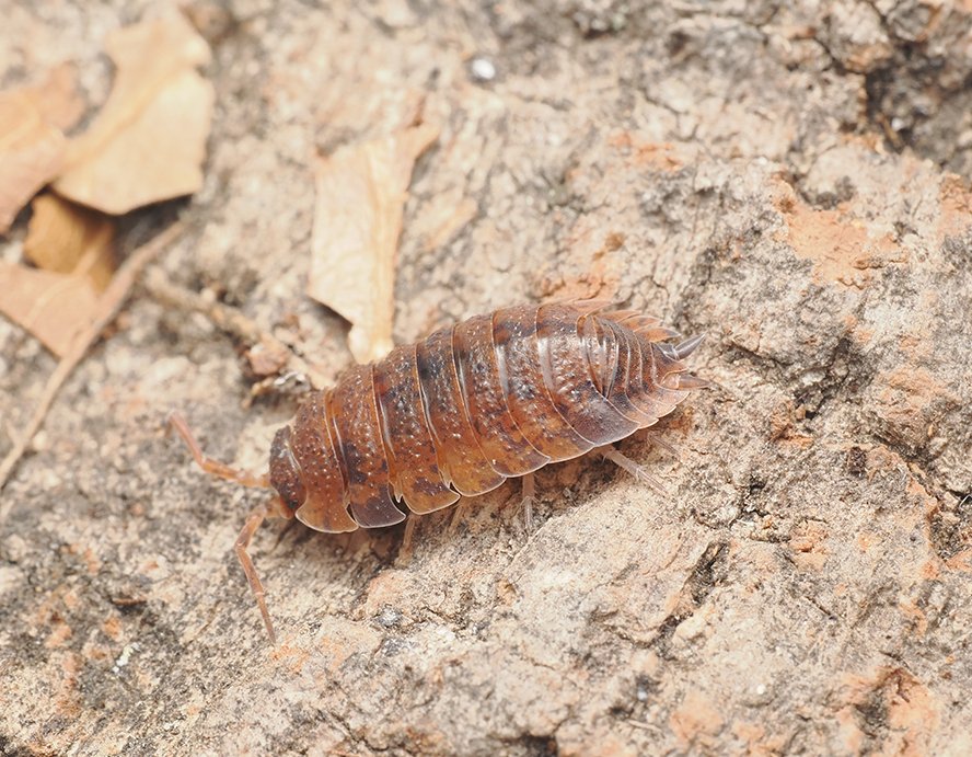Porcellio scaber "Red Edge" - Arthropods Canada