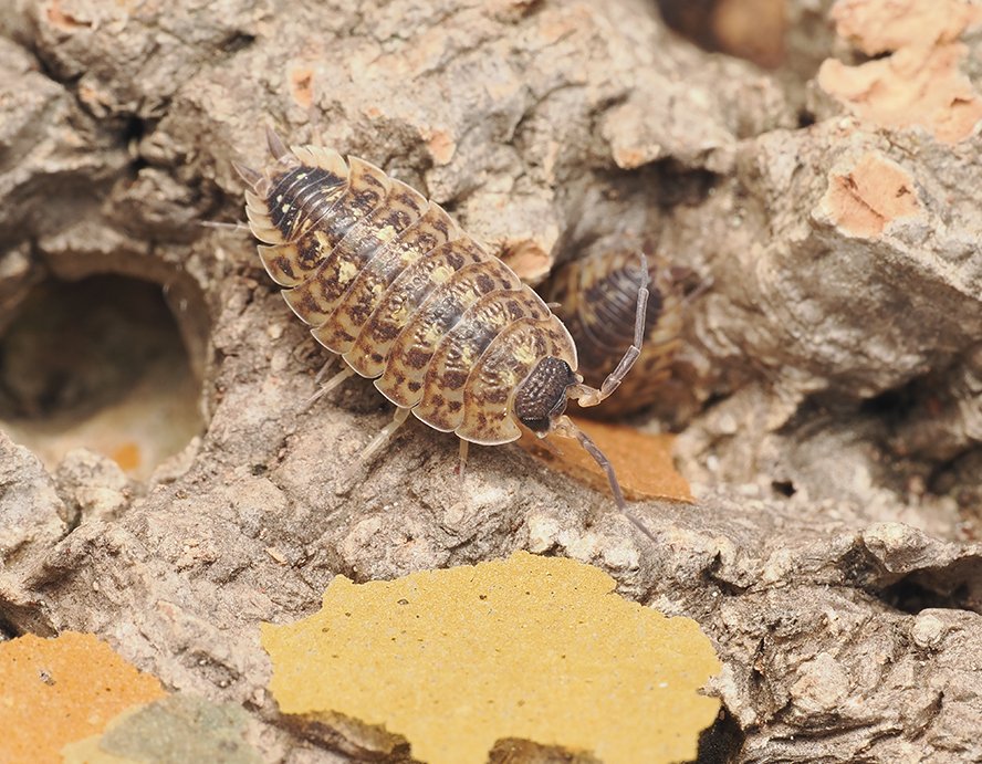 Porcellio spinicornis "brickwork isopod" - Arthropods Canada