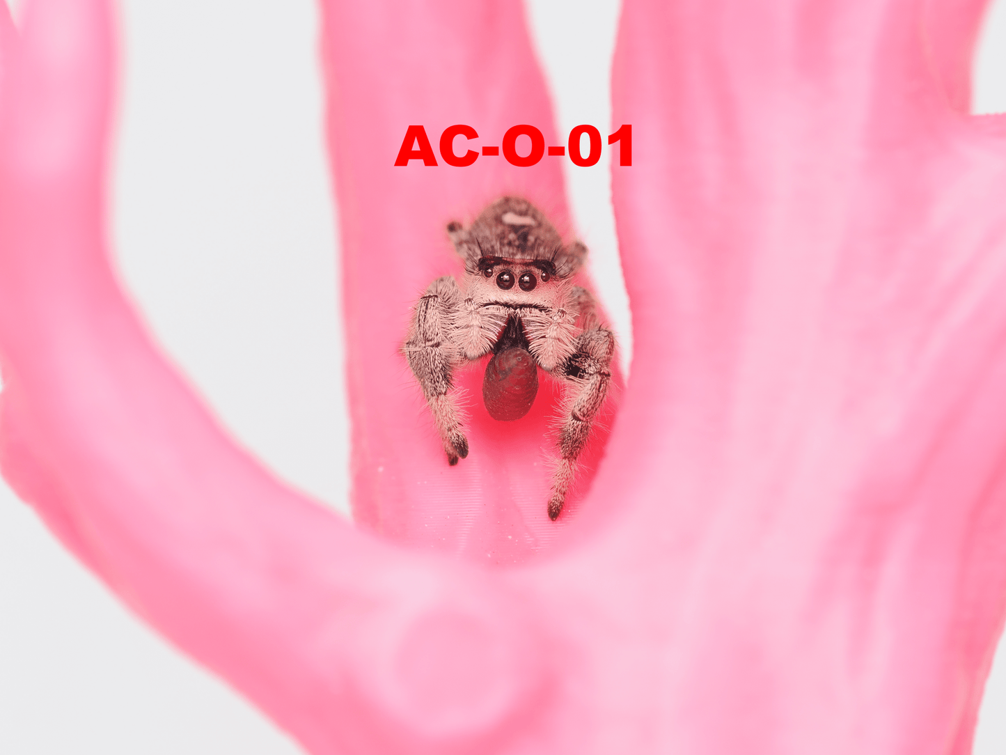 Royal (Phidippus regius) AC - O - 01 - Arthropods Canada