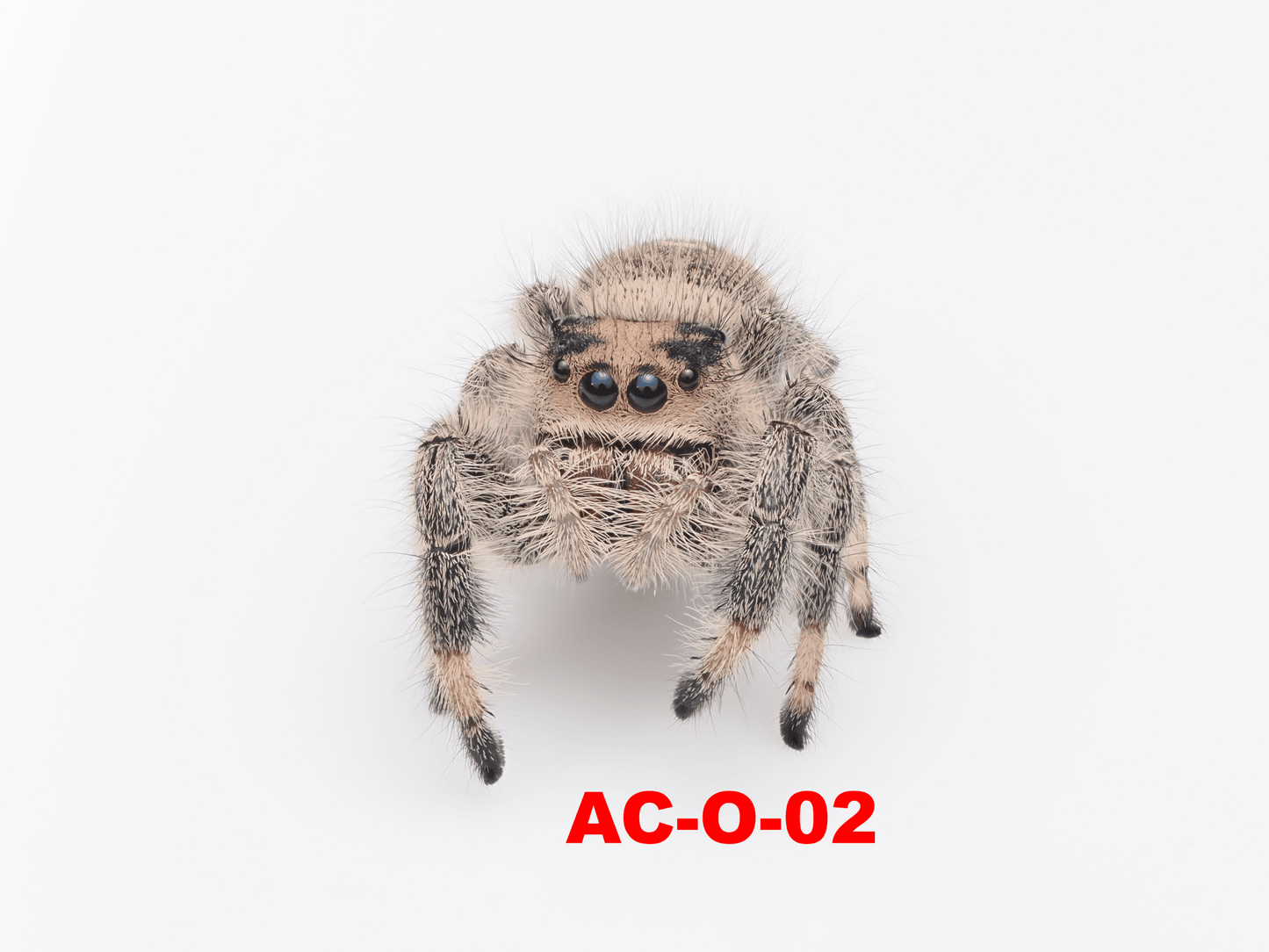 Royal (Phidippus regius) AC - O - 02 - Arthropods Canada