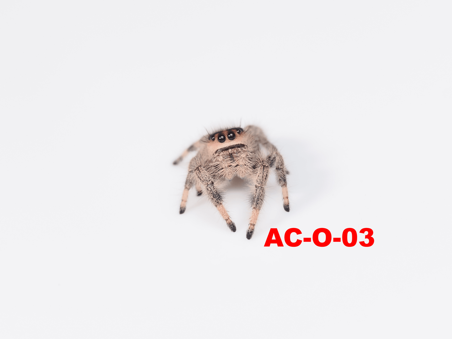 Royal (Phidippus regius) AC - O - 03 - Arthropods Canada