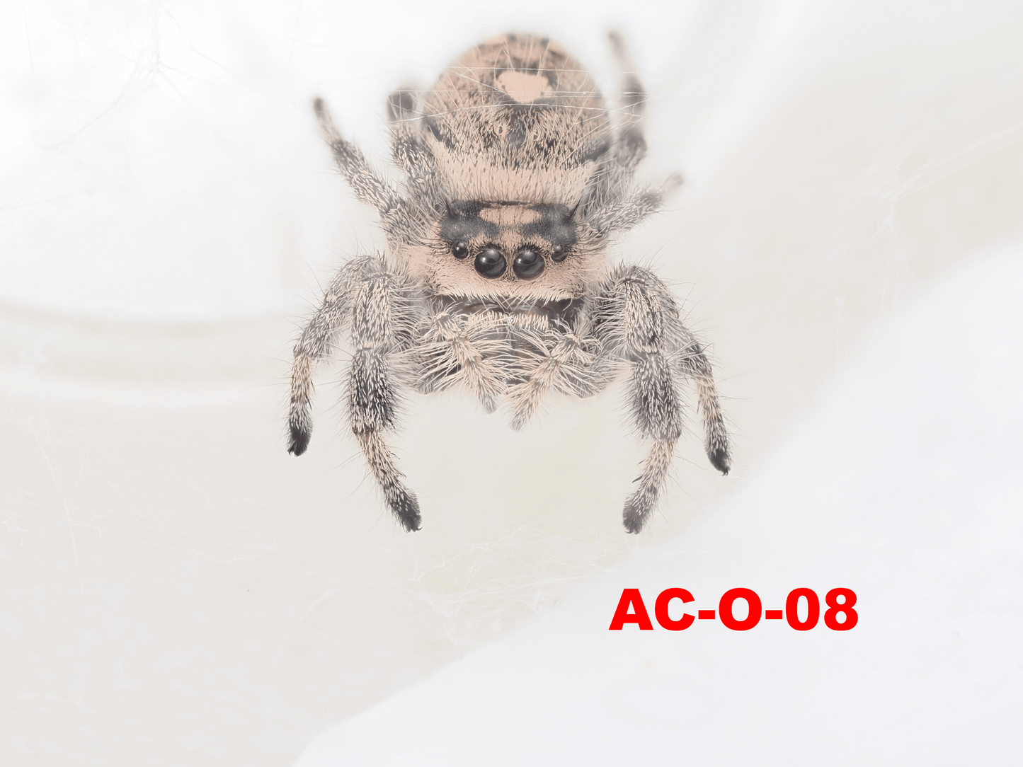 Royal (Phidippus regius) AC - O - 08 - Arthropods Canada