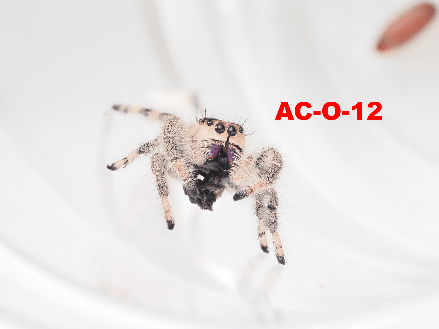 Royal (Phidippus regius) AC - O - 12 - Arthropods Canada