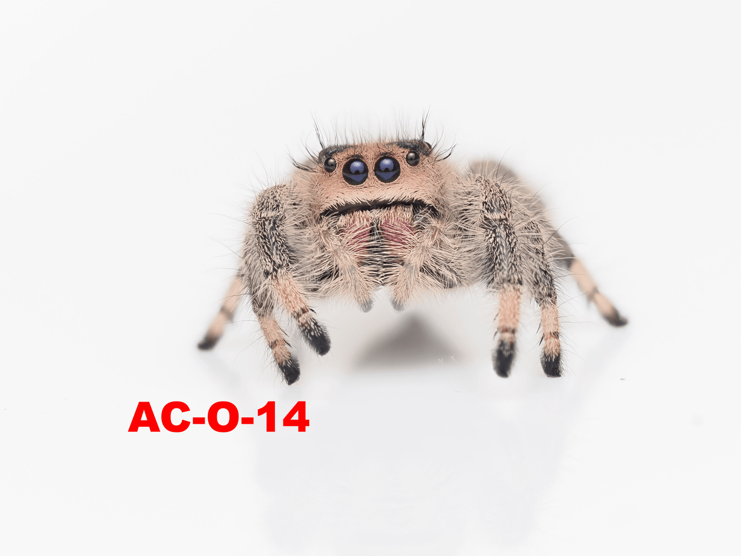 Royal (Phidippus regius) AC - O - 14 - Arthropods Canada