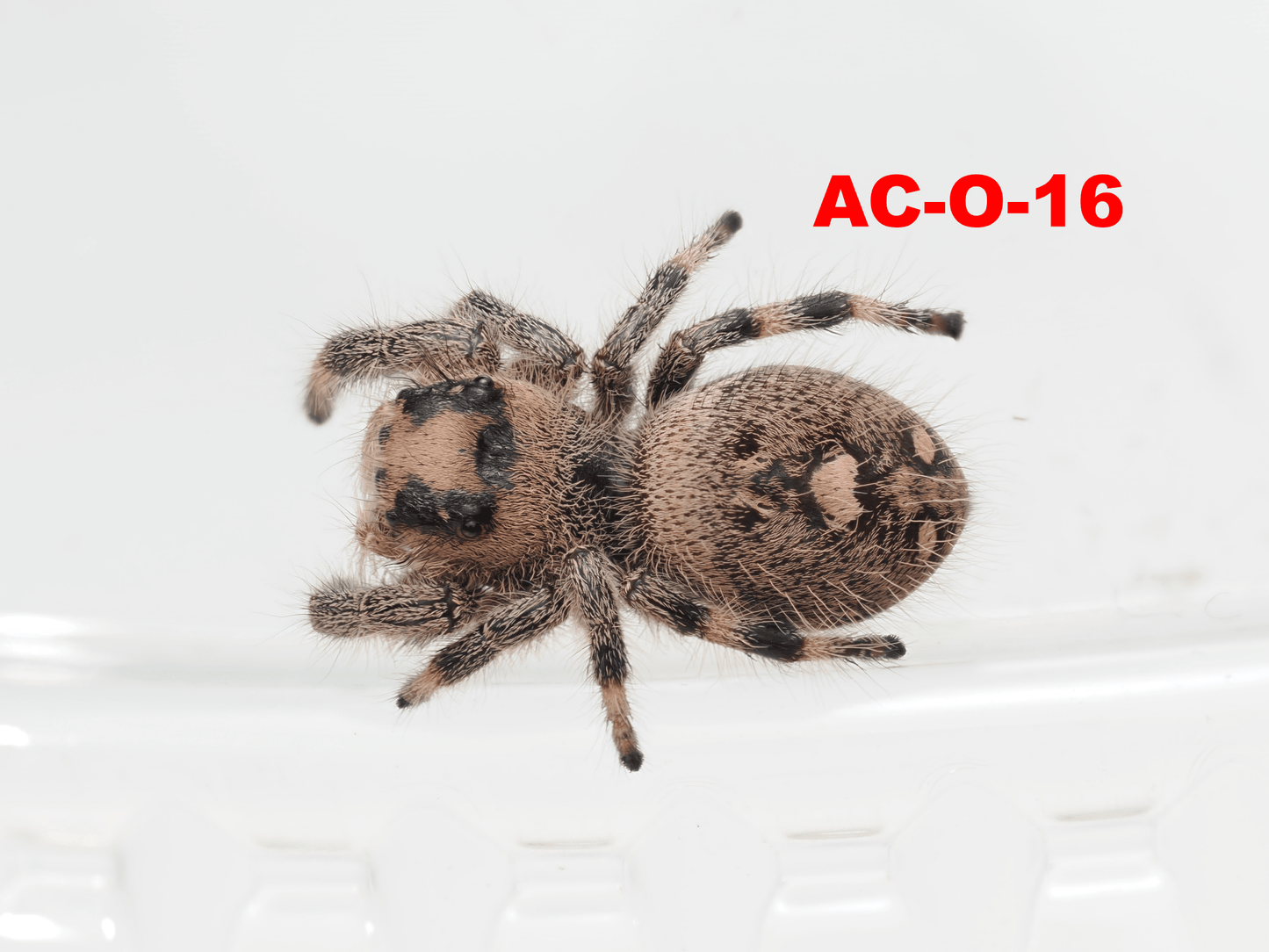 Royal (Phidippus regius) AC - O - 16 - Arthropods Canada