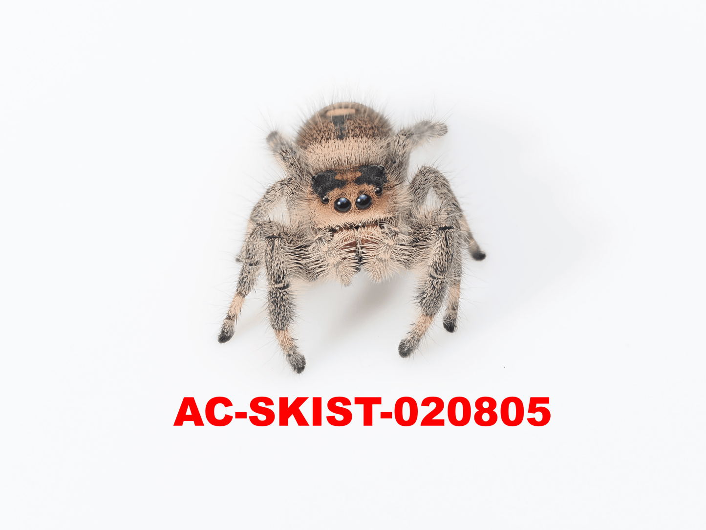 Royal (Phidippus regius) AC - SKIST - 020805 - Arthropods Canada
