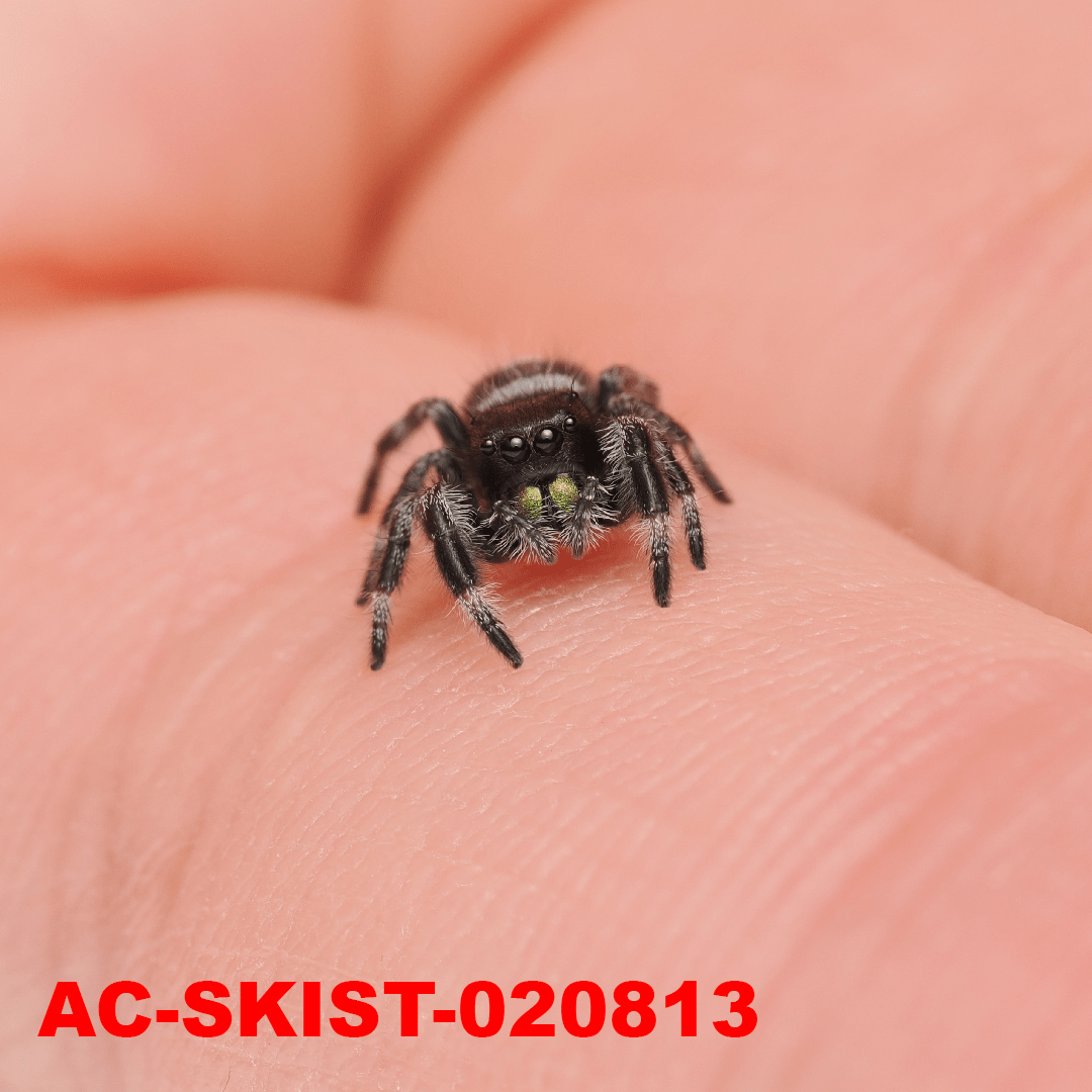 Royal (Phidippus regius) AC - SKIST - 020813 - Arthropods Canada