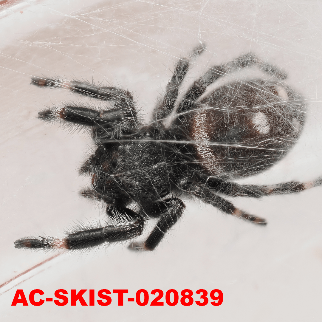 Royal (Phidippus regius) AC - SKIST - 020839 - Arthropods Canada