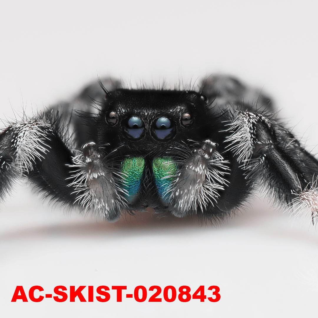 Royal (Phidippus regius) AC - SKIST - 020843 - Arthropods Canada