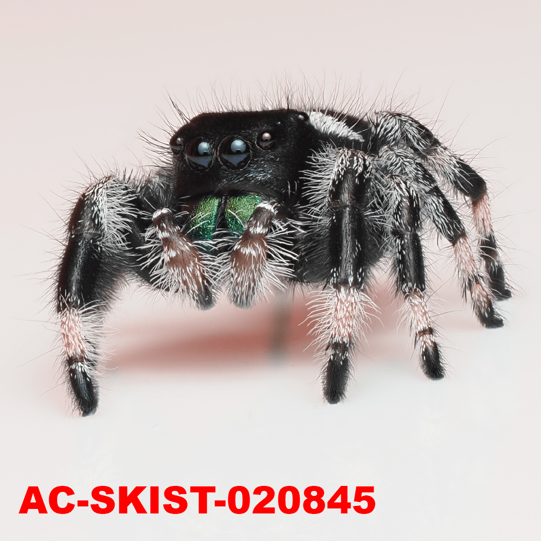 Royal (Phidippus regius) AC - SKIST - 020844 - Arthropods Canada
