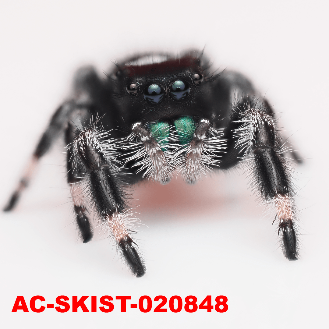 Royal (Phidippus regius) AC - SKIST - 020848 - Arthropods Canada