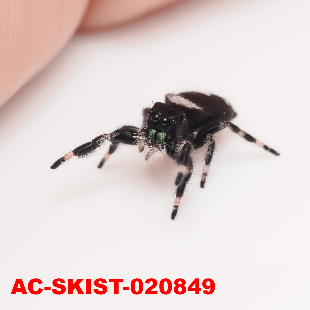 Royal (Phidippus regius) AC - SKIST - 020849 - Arthropods Canada