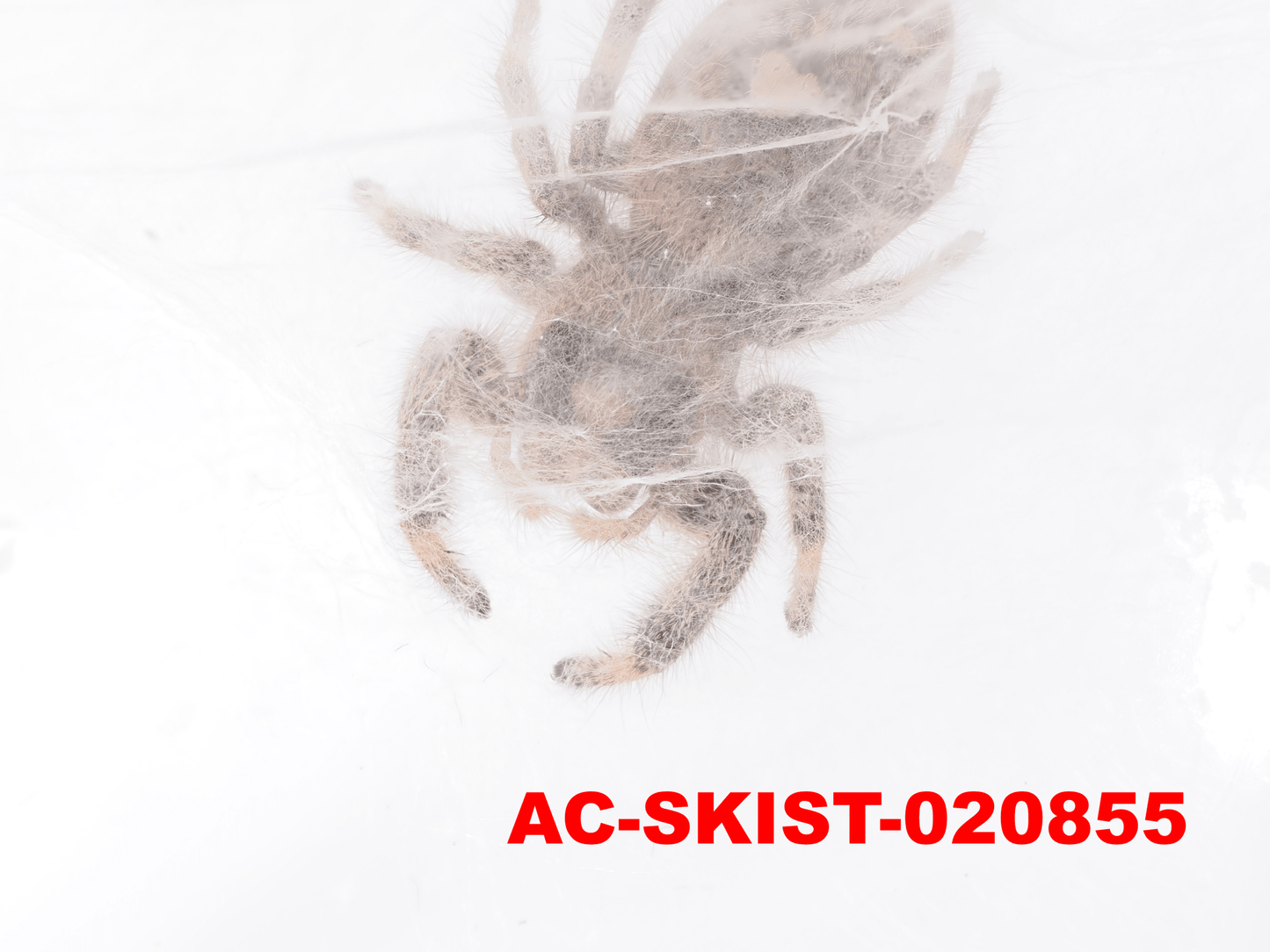 Royal (Phidippus regius) AC - SKIST - 020855 - Arthropods Canada