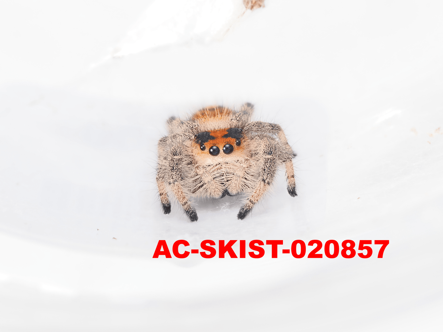 Royal (Phidippus regius) AC - SKIST - 020857 - Arthropods Canada